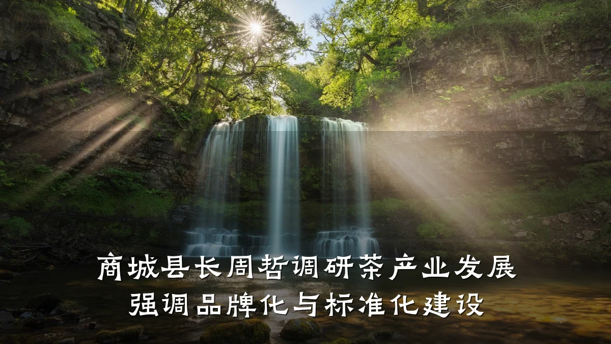 商城县长周哲调研茶产业发展 强调品牌化与标准化建设