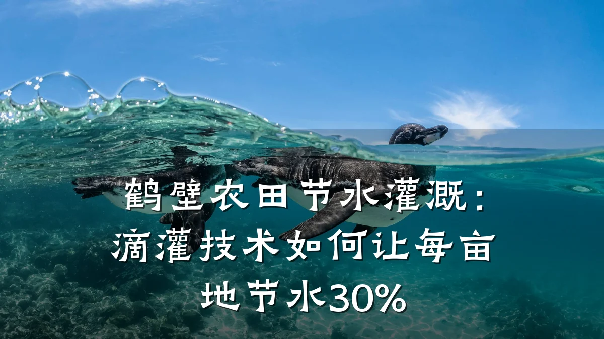 鹤壁农田节水灌溉:滴灌技术如何让每亩地节水30%