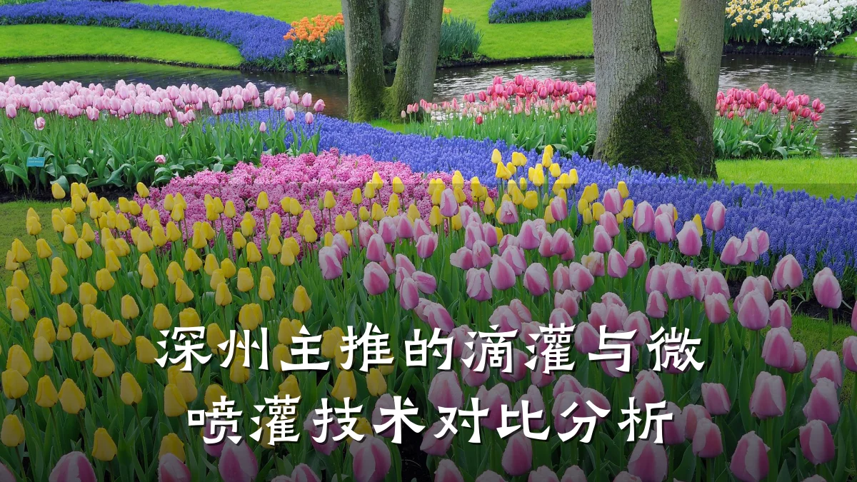 深州主推的滴灌与微喷灌技术对比分析