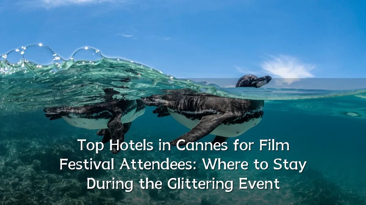 Top Hotels in Cannes for Film Festival Attendees: Where to Stay During the Glittering Event