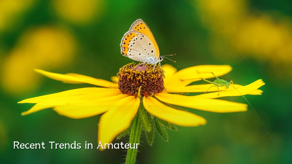 Recent Trends in Amateur