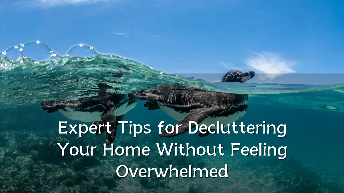 Expert Tips for Decluttering Your Home Without Feeling Overwhelmed